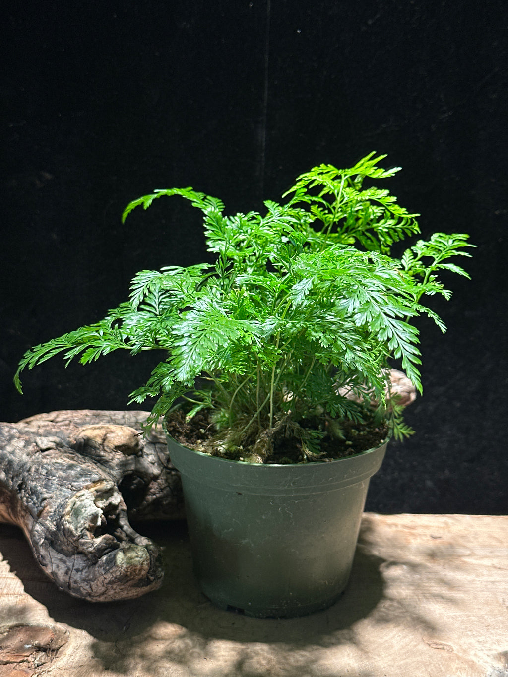 Davallia fejeensis-upright ‘Rabbit’s Foot Fern’