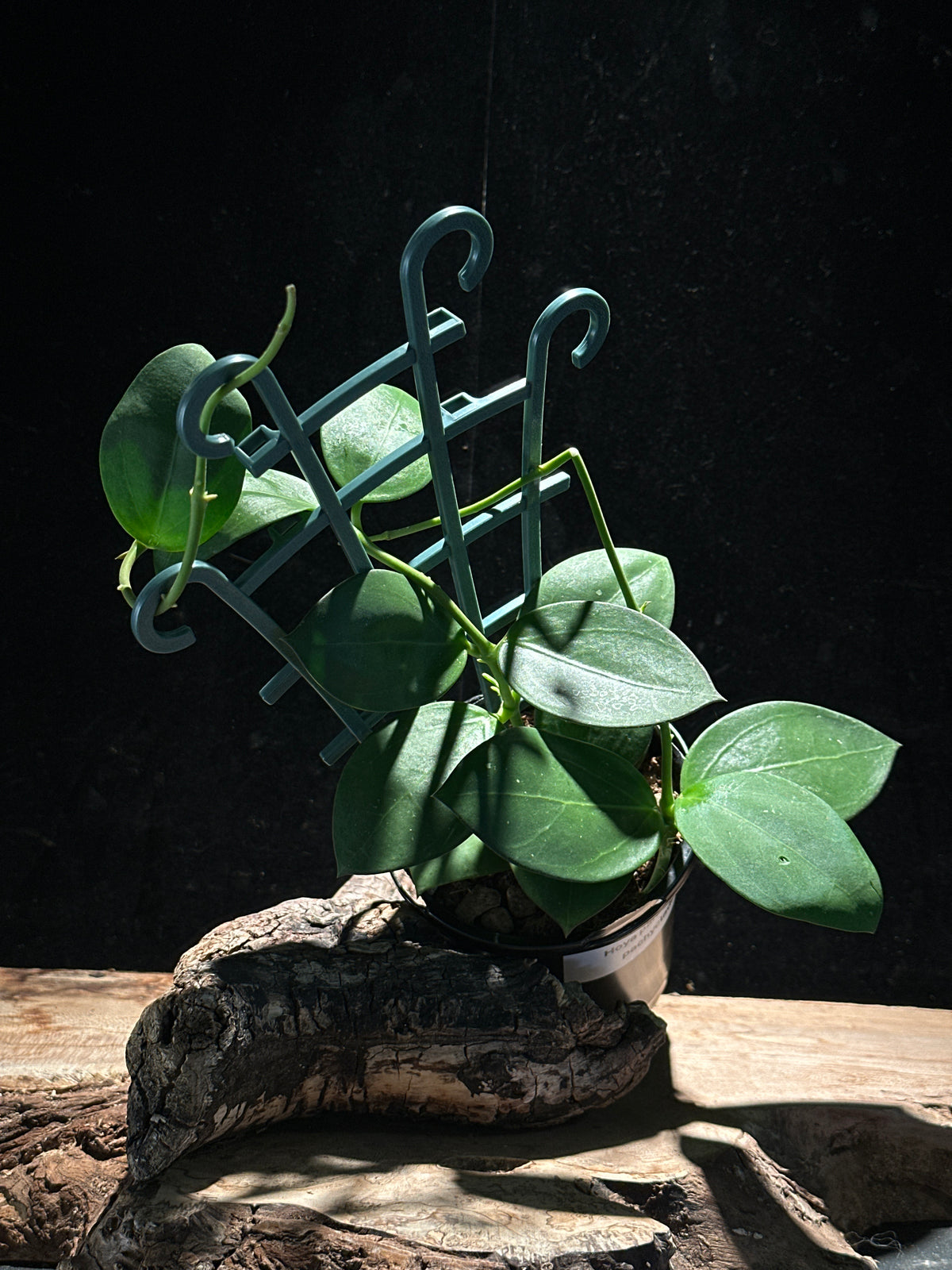 Hoya parasitica x pachyclada