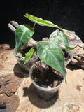 Alocasia 'Venom' (Rare Jewel Alocasia)