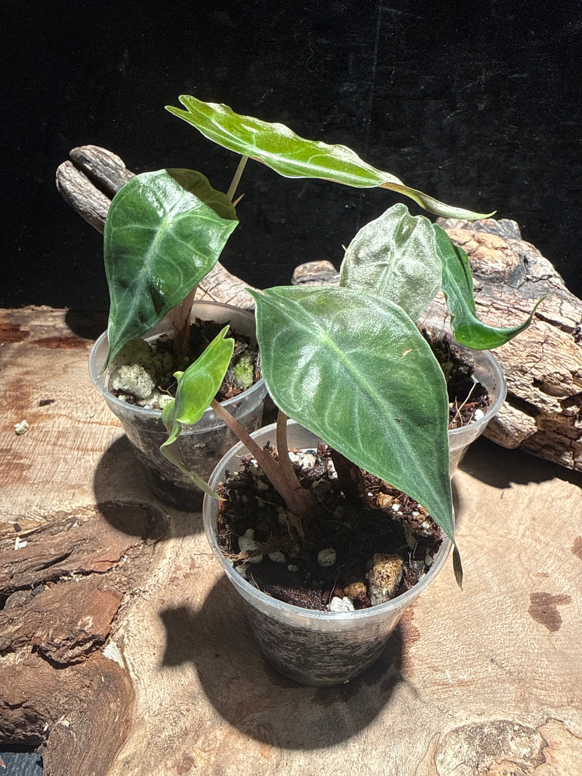 Alocasia 'Venom' (Rare Jewel Alocasia)