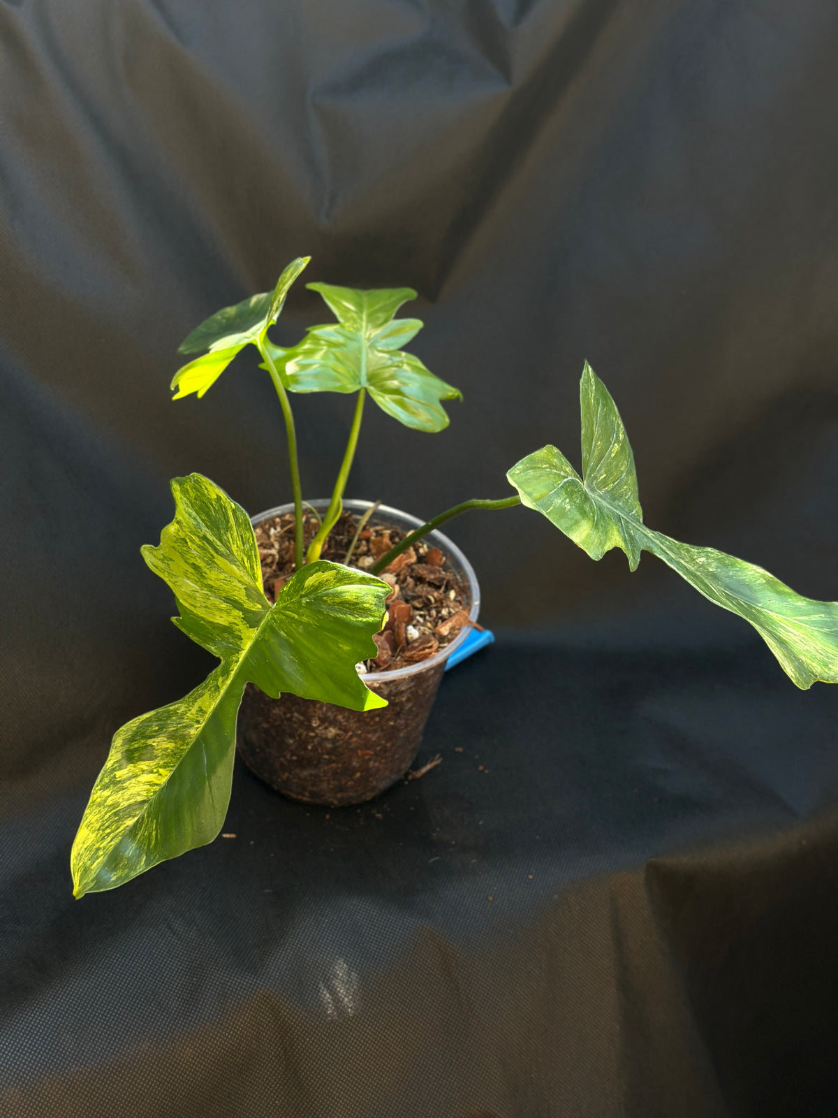 Philodendron 'Kitna' (Florida Beauty x Mayoi) 6" Pre-sale