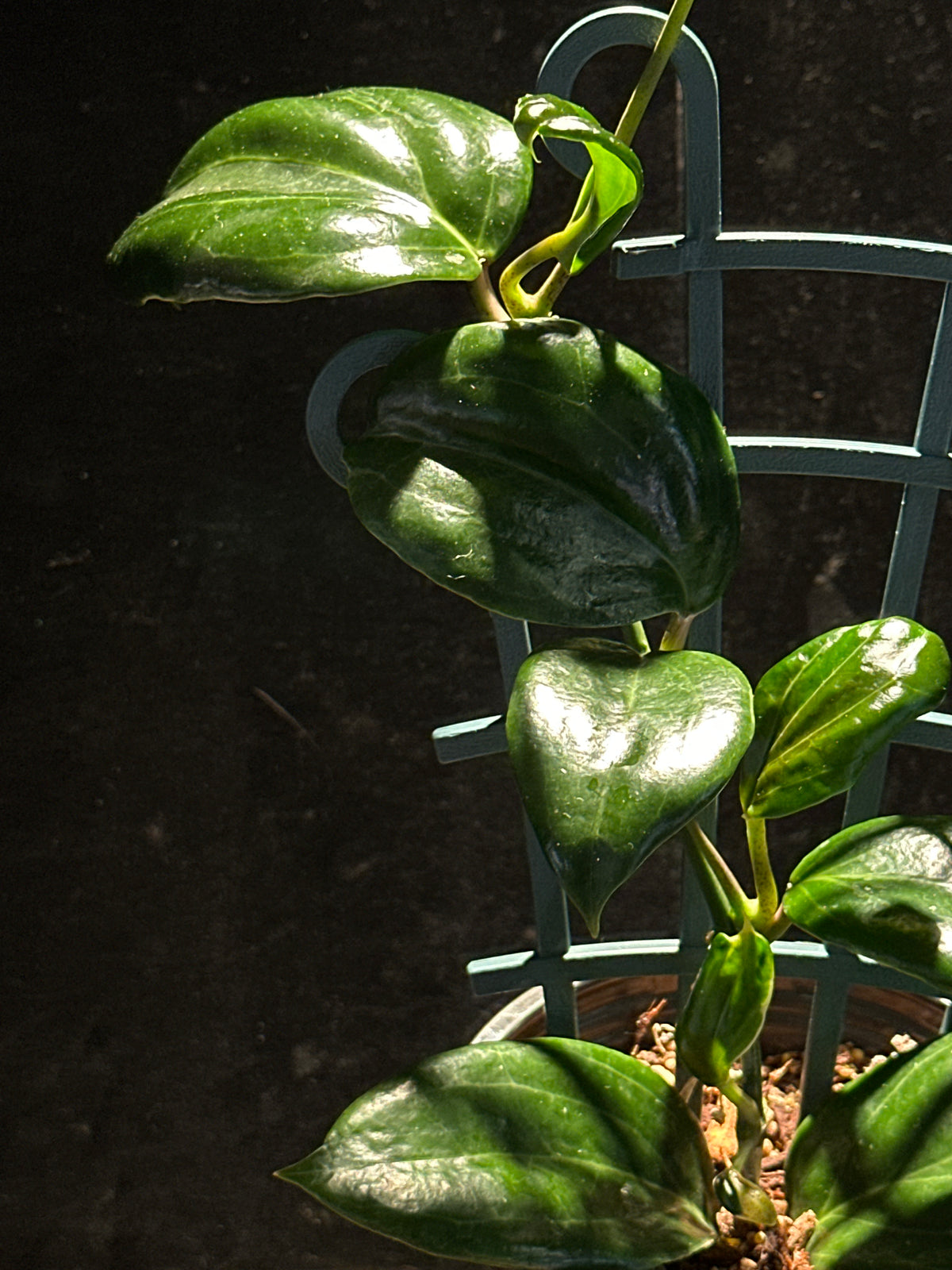 Hoya quinquenervia 'Little Plu'