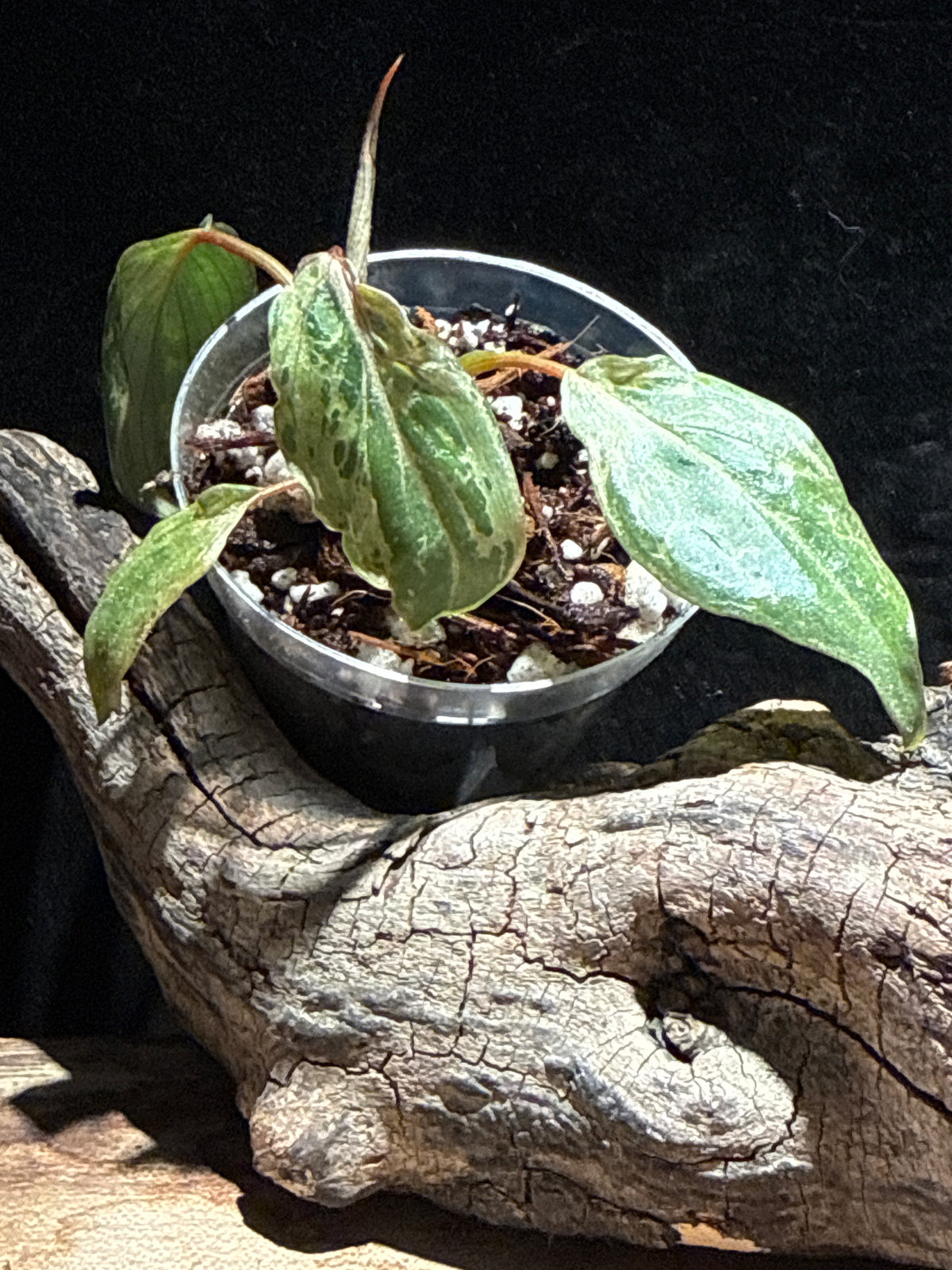 Rare Philodendron Gloriosum 'Snow Leopard' – Velvet Variegated Crawler