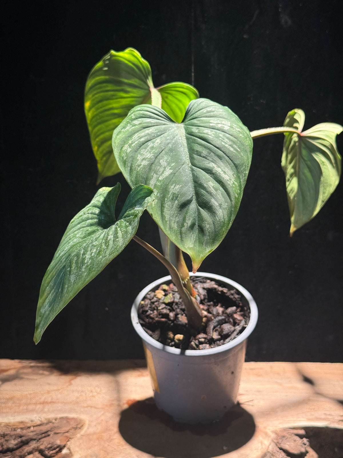Philodendron mamei | Silver Variegated Rare Houseplant