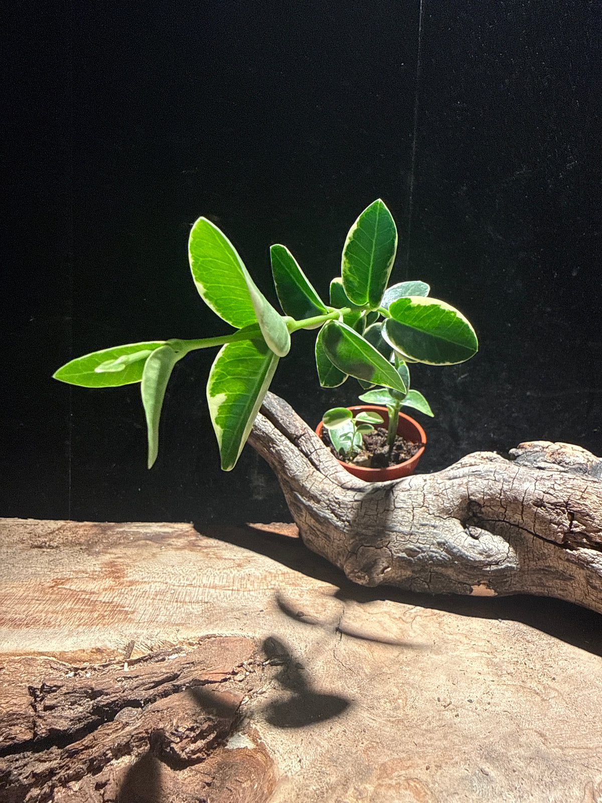 Hoya cumingiana ‘Outer Variegata’ – Variegated Stacked Hoya