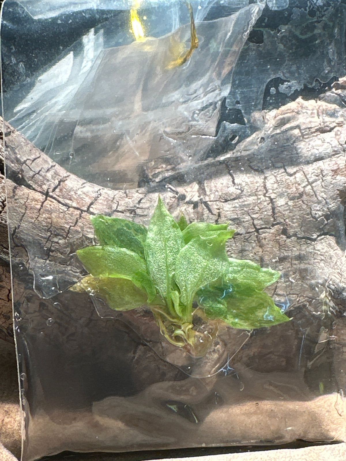 Philodendron Gloriosum Type 3 'Snow Leopard' – Variegated Tissue Culture (In Vitro)
