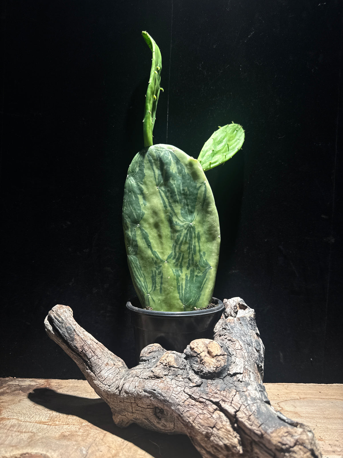 Opuntia cochenillifera ‘Variegata’ | Variegated Cochineal Cactus