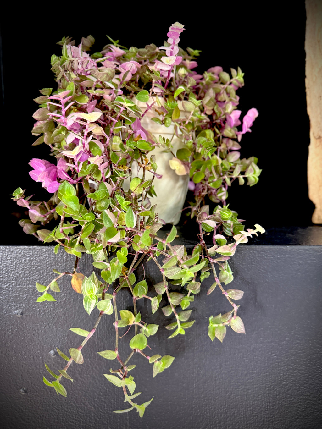 Callisia Repens