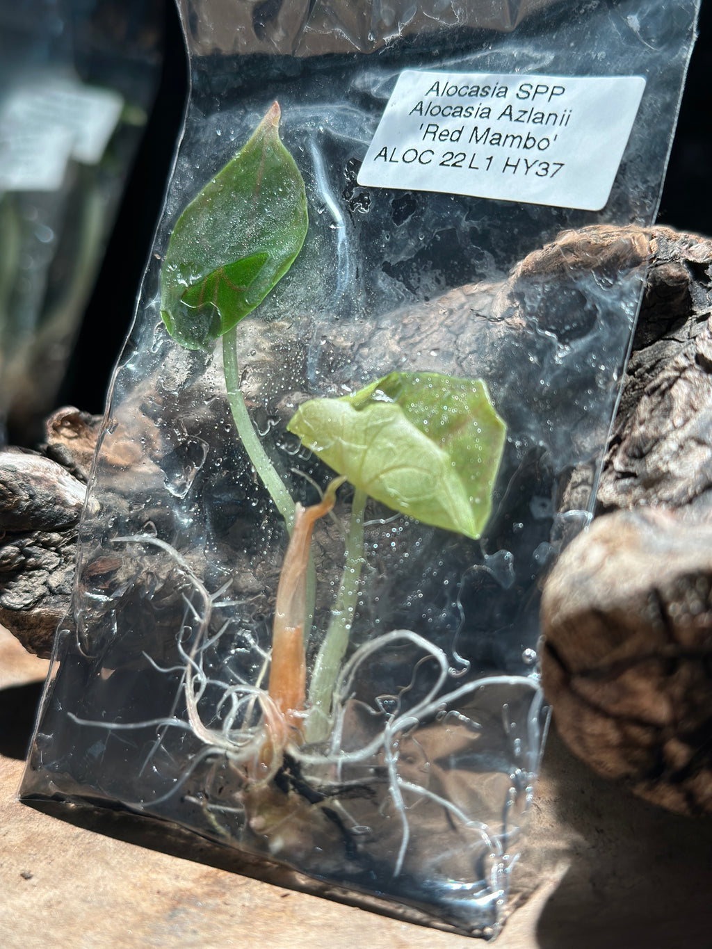 Alocasia “Red Mambo” TC Rare Jewel Alocasia Tissue Culture