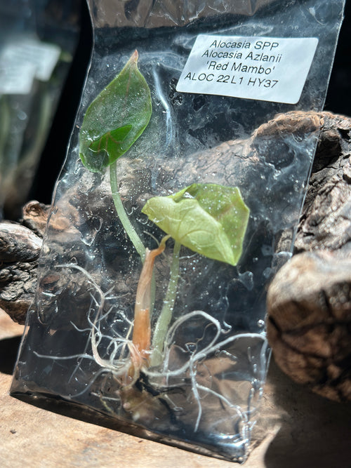Alocasia “Red Mambo” TC Rare Jewel Alocasia Tissue Culture