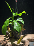 Nepenthes - Pitcher Plant 4"