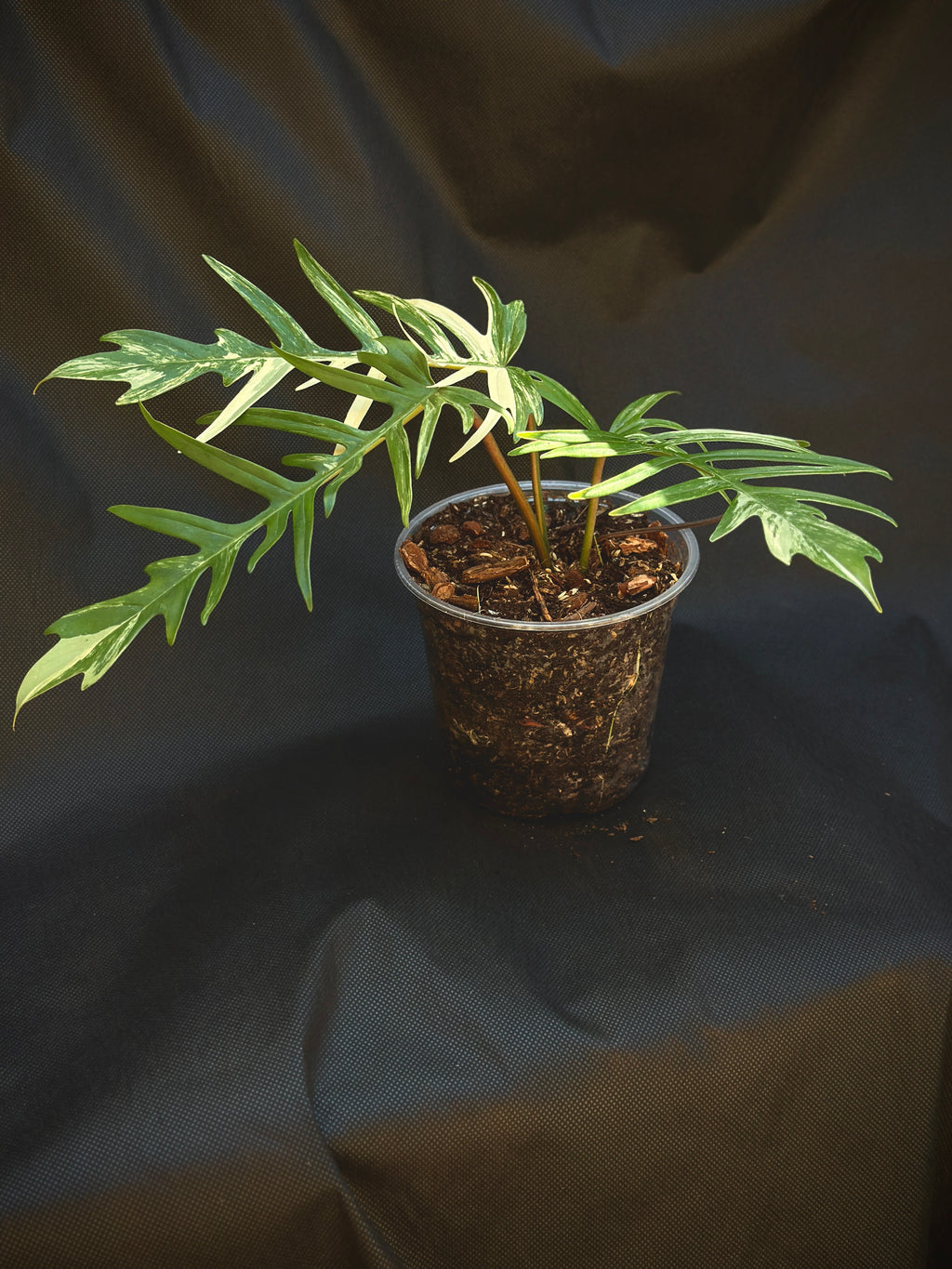 Philodendron Florida Beauty x Tortum variegated 6"