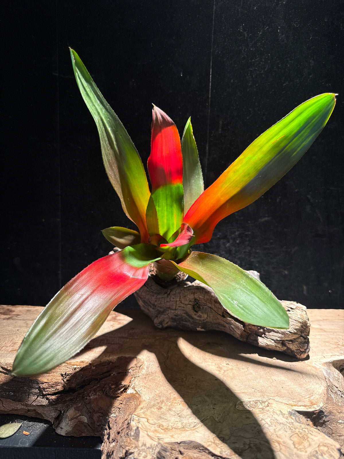 Neoregalia ‘Green Apple’