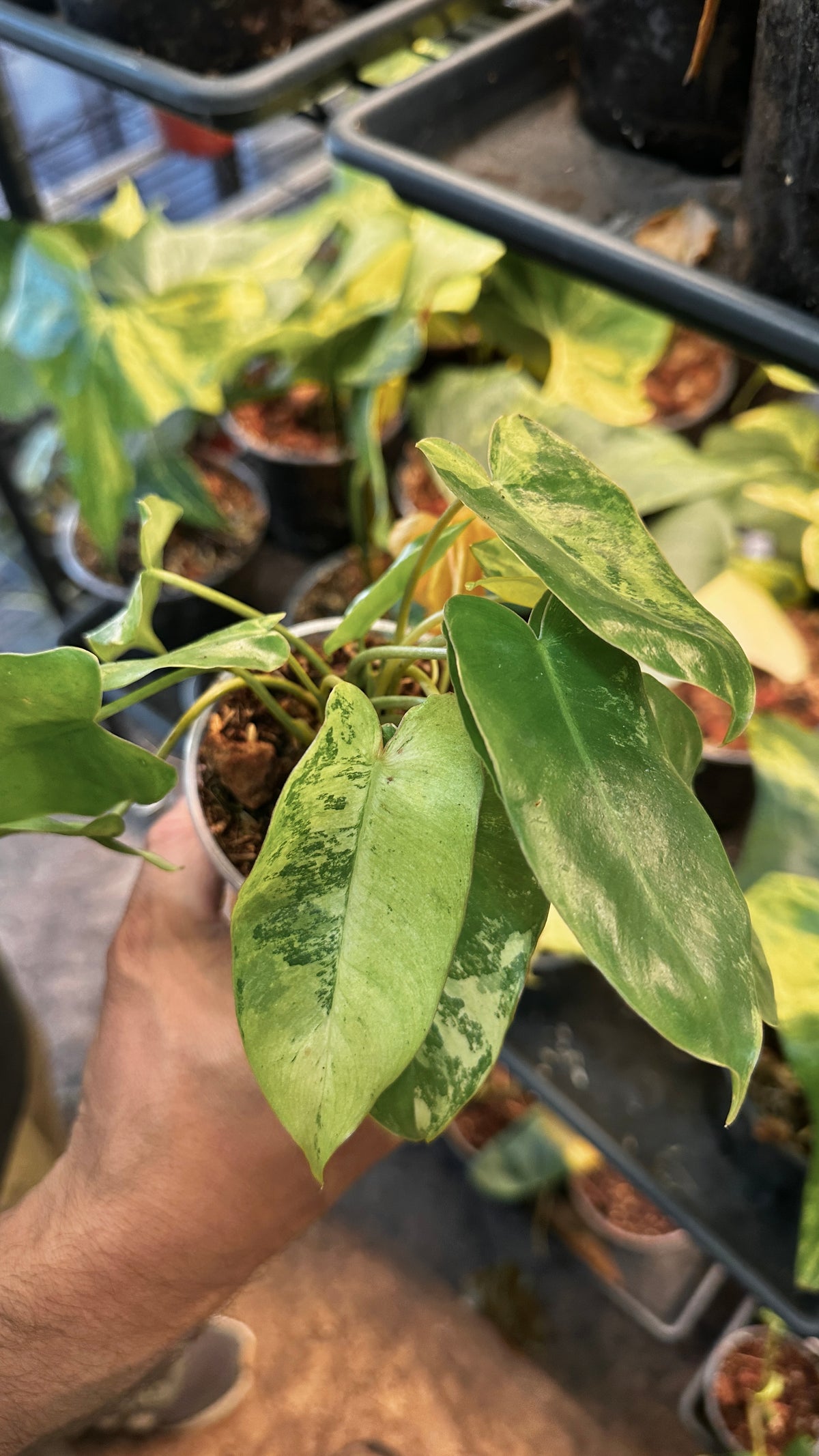Philodendron 'Burle Marxii Snow White' 4" Pre-sale