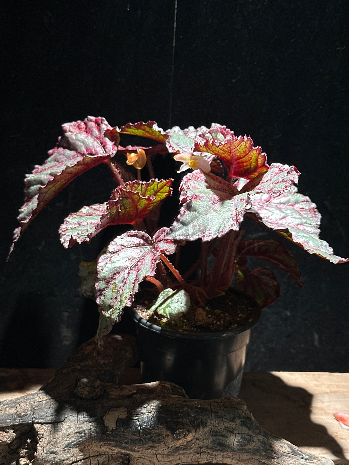 Begonia Rex Merengue 4"
