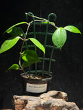 Hoya Neo-Darwinii