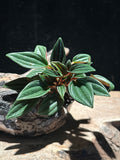 Peperomia Rosso – Crimson Undersides Pet-Safe Starter
