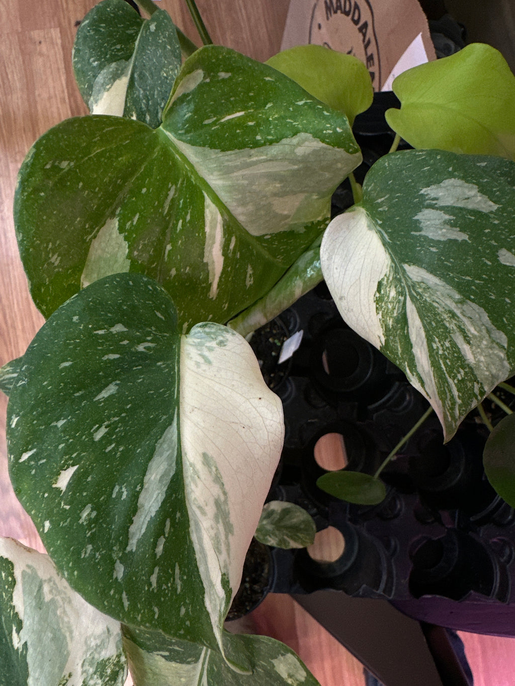 Monstera Deliciosa 'Thai Constellation Galaxy'