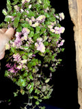 Callisia Repens
