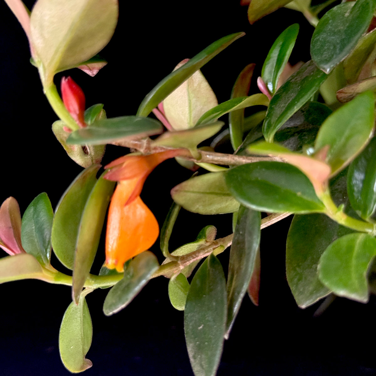 Nematanthus gregarius ‘Black Gold’