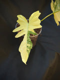Philodendron 'Kitna' (Florida Beauty x Mayoi) 6" Pre-sale