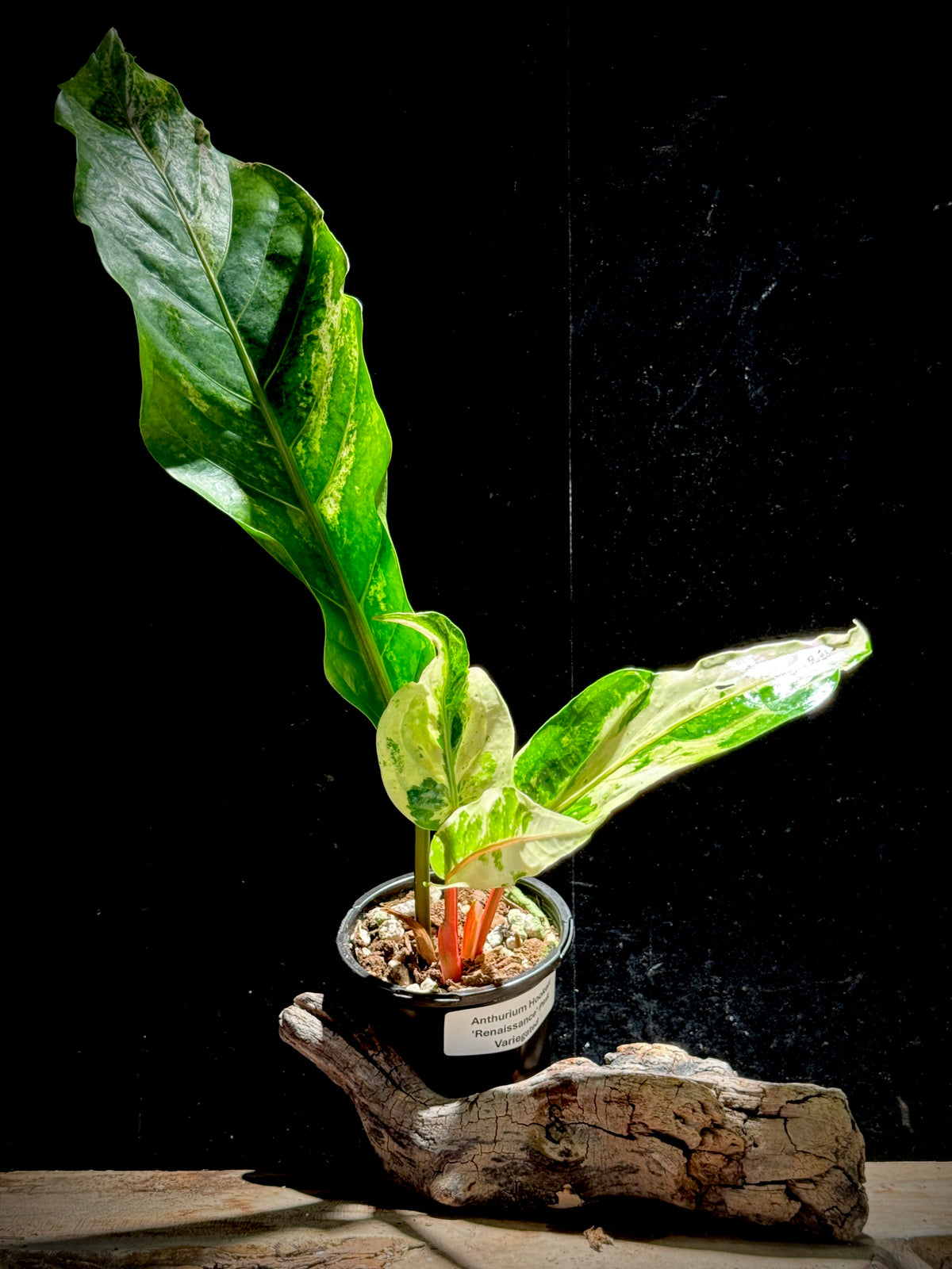 Anthurium  hookeri ‘Renaissance' pink variegated