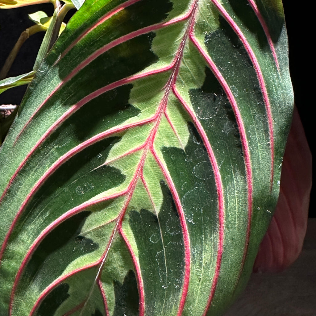 Maranta Red (Red Prayer Plant)