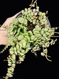 Peperomia prostrata ‘String of Turtles’