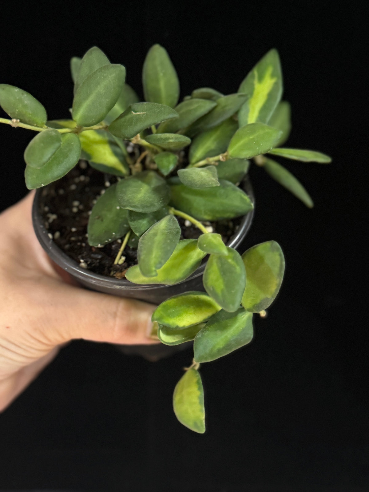 Hoya DS-70
