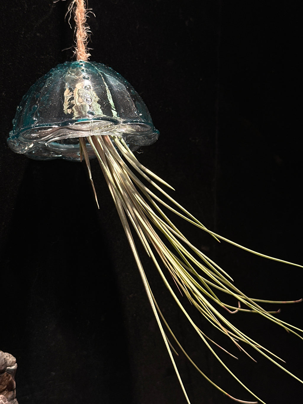 Jellyfish