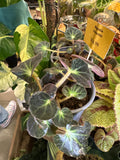 Begonia Subacida
