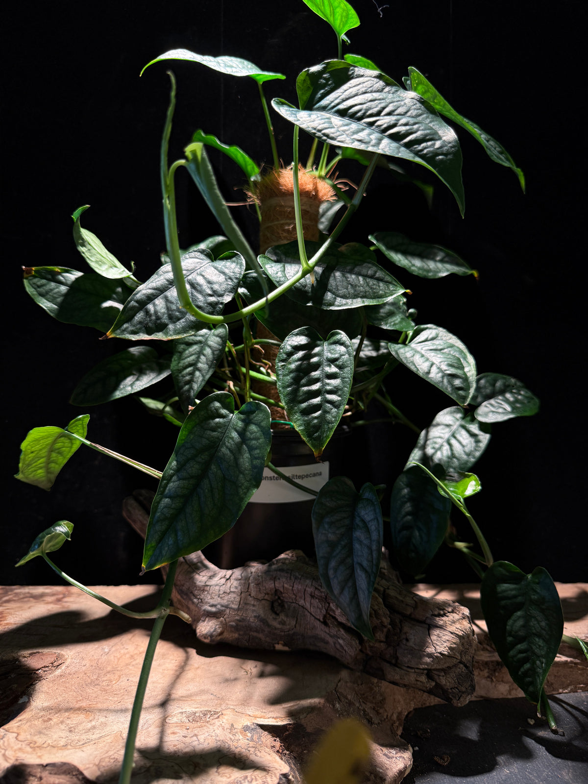 Monstera siltepecana – Silver Monstera Vine
