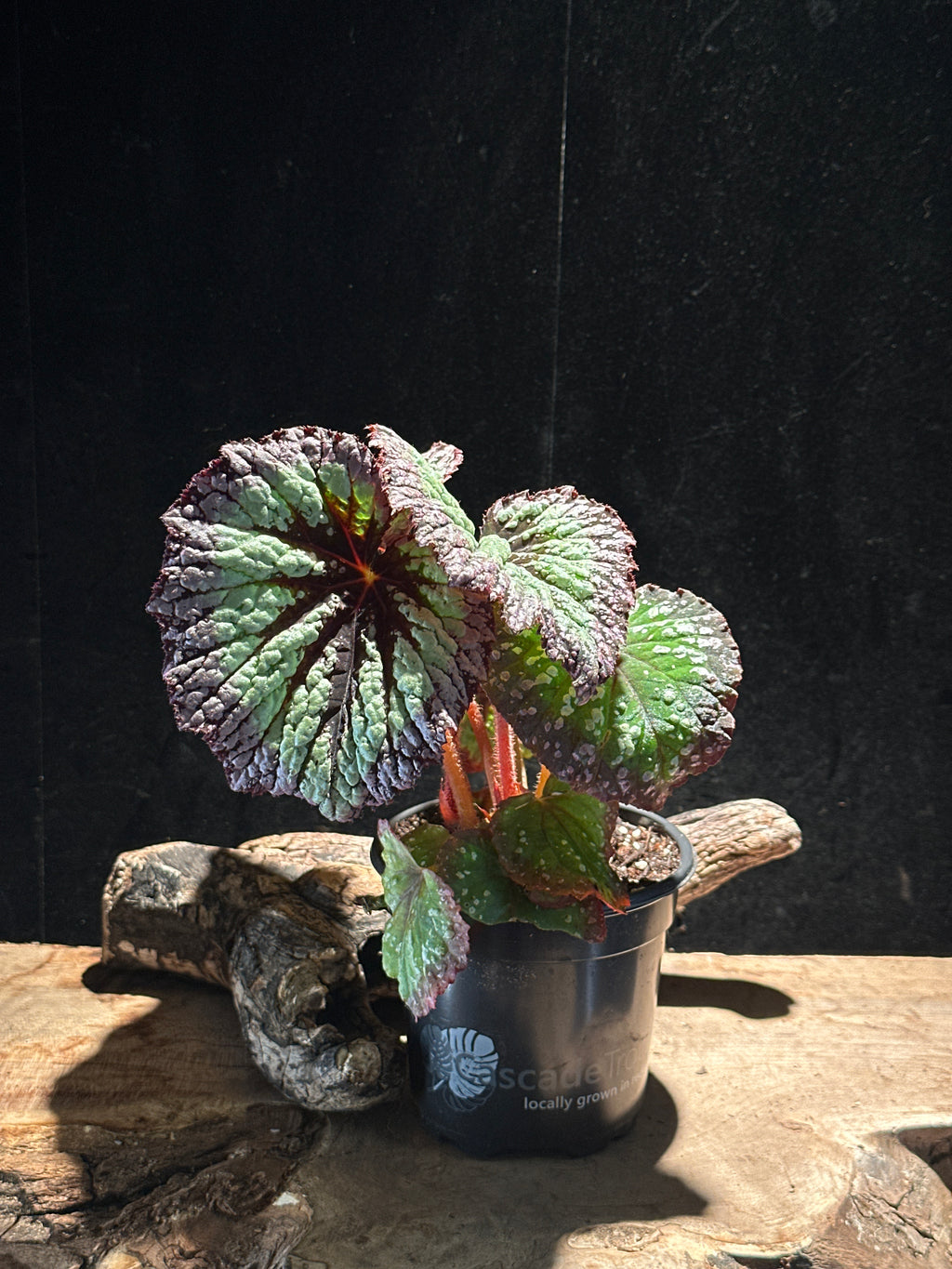 Begonia Harmony's Nightfall – Velvet Plum & Silver Specimen