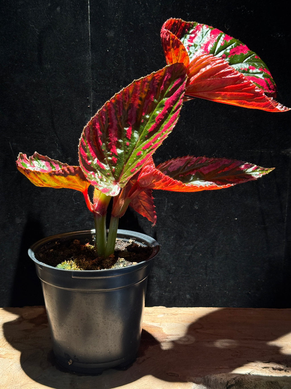 Begonia brevirimosa ‘Exotica’ – Rare Metallic Pink Cane Begonia