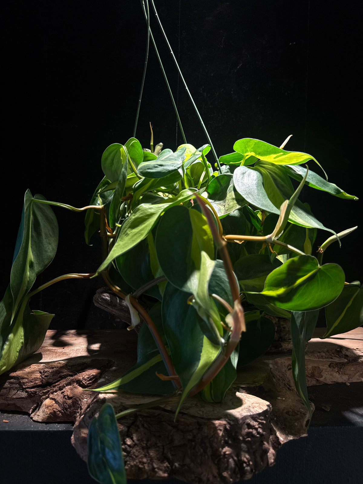 Philodendron Brasil – Variegated Heartleaf Philodendron
