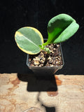 Hoya pachyclada ‘Albo‑marginata’ – Variegated Wax Plant