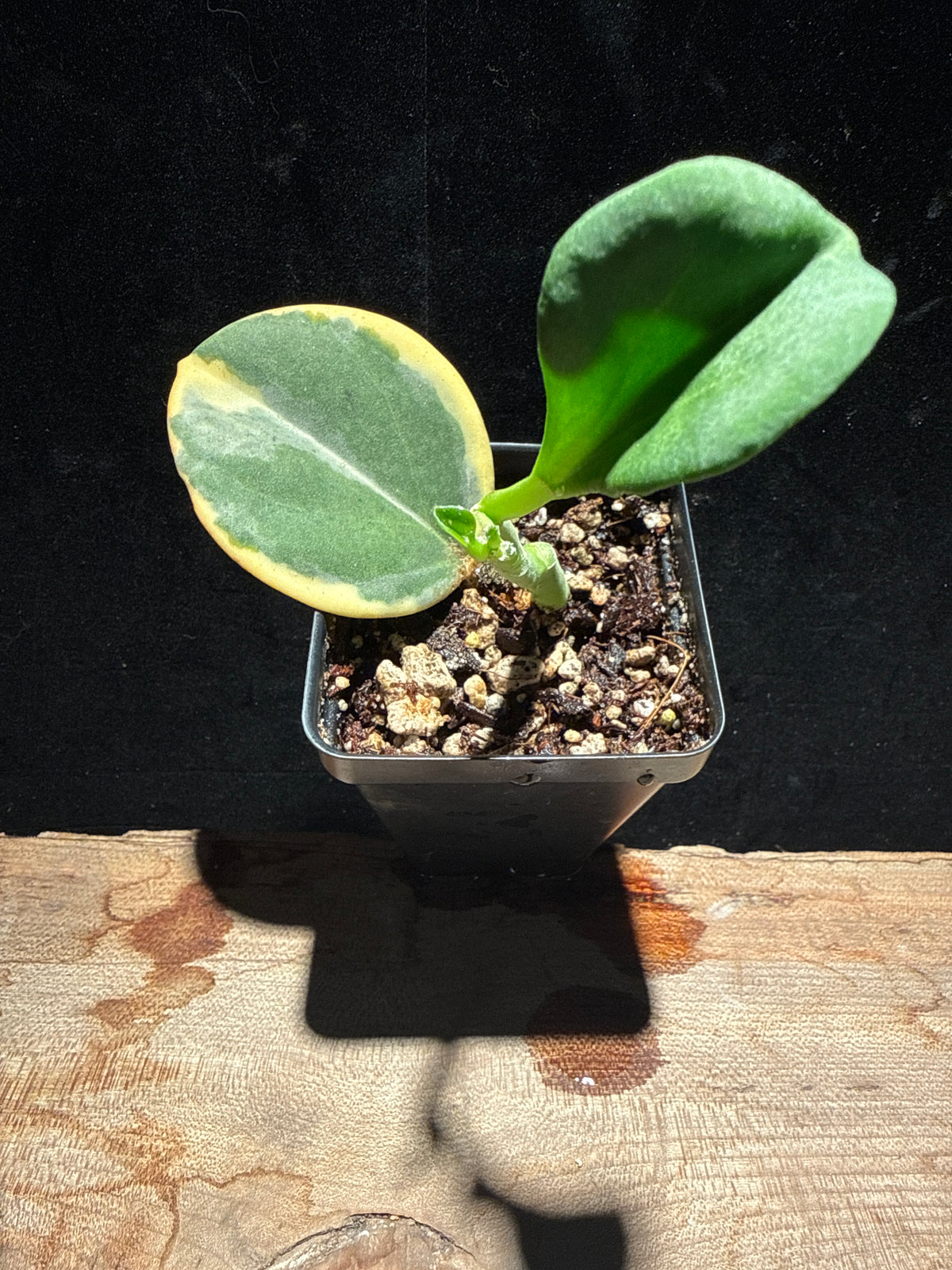 Hoya pachyclada ‘Albo‑marginata’ – Variegated Wax Plant