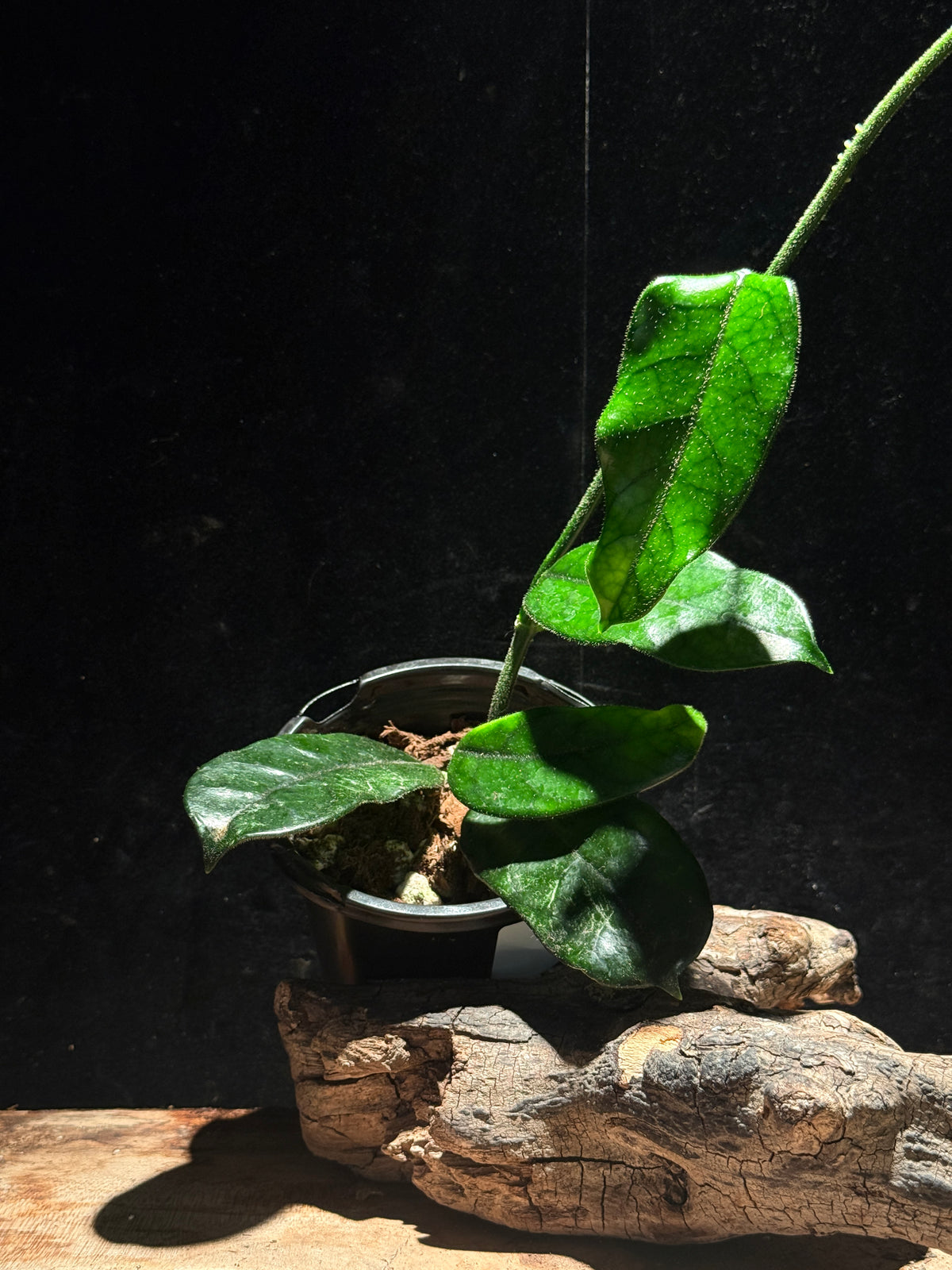Hoya Globulosa (aka Hoya Villosa)