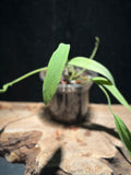 Anthurium vittarifolium - Variegated