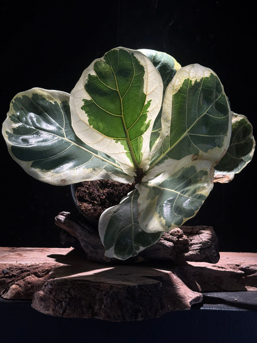 Ficus lyrata ‘Variegata’ — Variegated Fiddle Leaf Fig