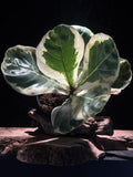 Ficus lyrata ‘Variegata’ — Variegated Fiddle Leaf Fig