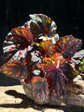 Begonia rex 'Madagascar' | Silvery-Charcoal Foliage Plant