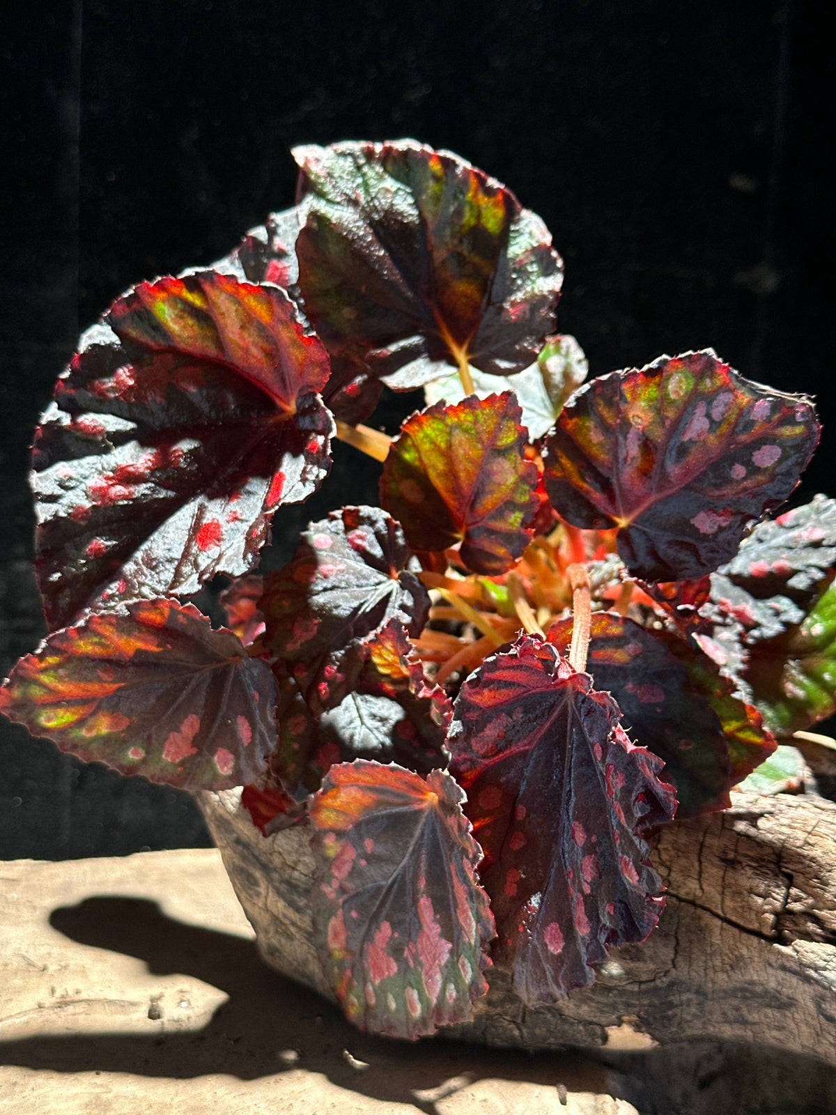 Begonia rex 'Madagascar' | Silvery-Charcoal Foliage Plant