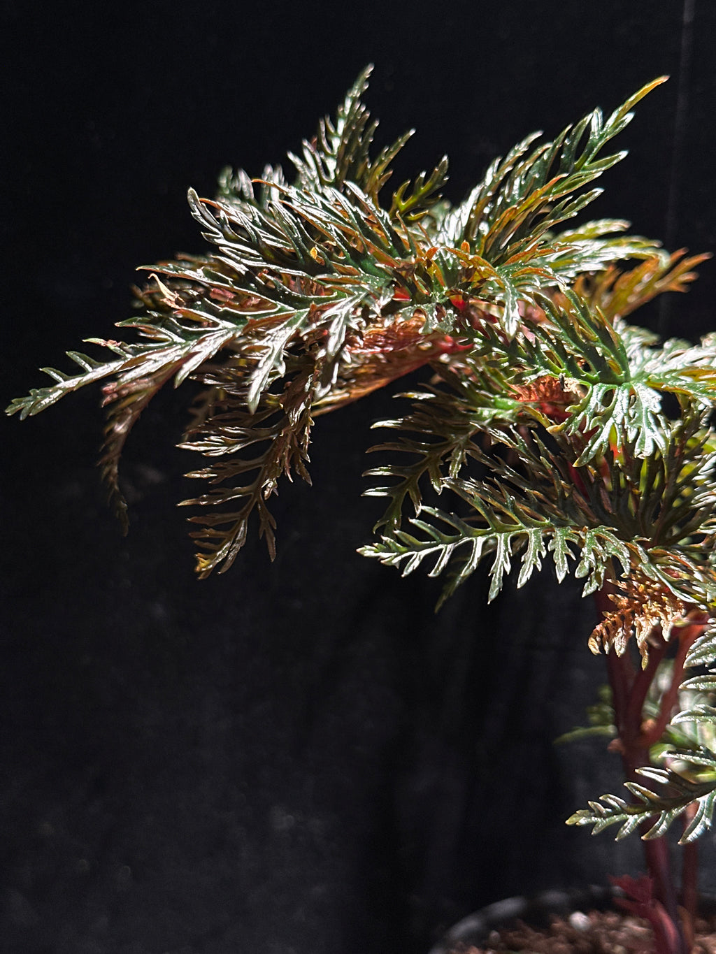 Begonia bipinnatifida