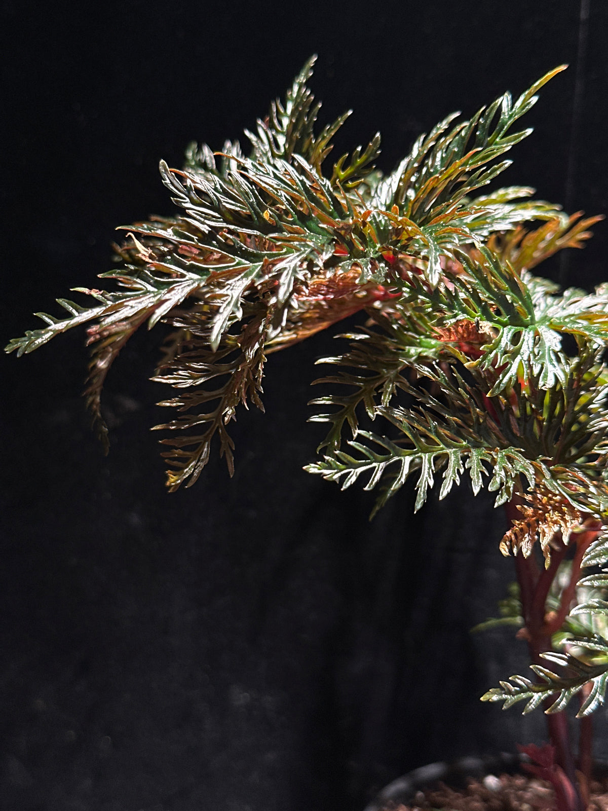 Begonia bipinnatifida