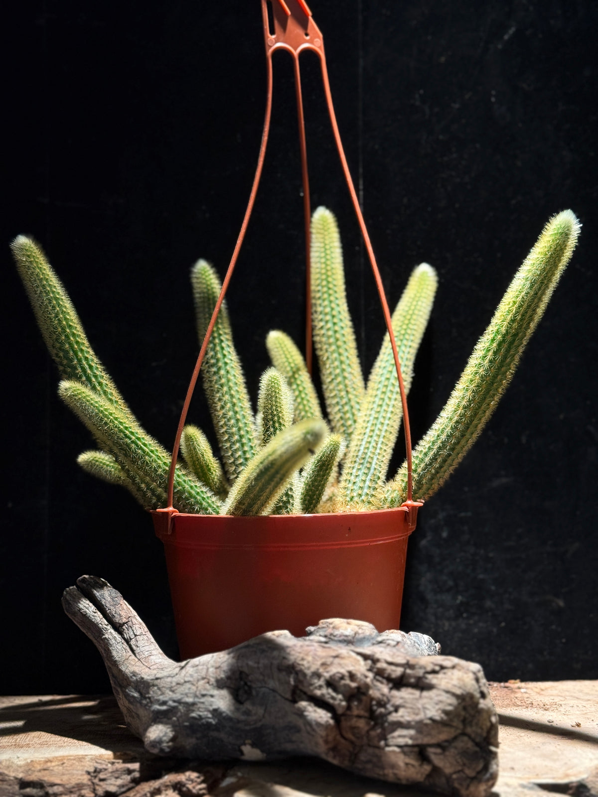Golden Rat Tail Cactus | Cleistocactus winteri | Trailing Cactus