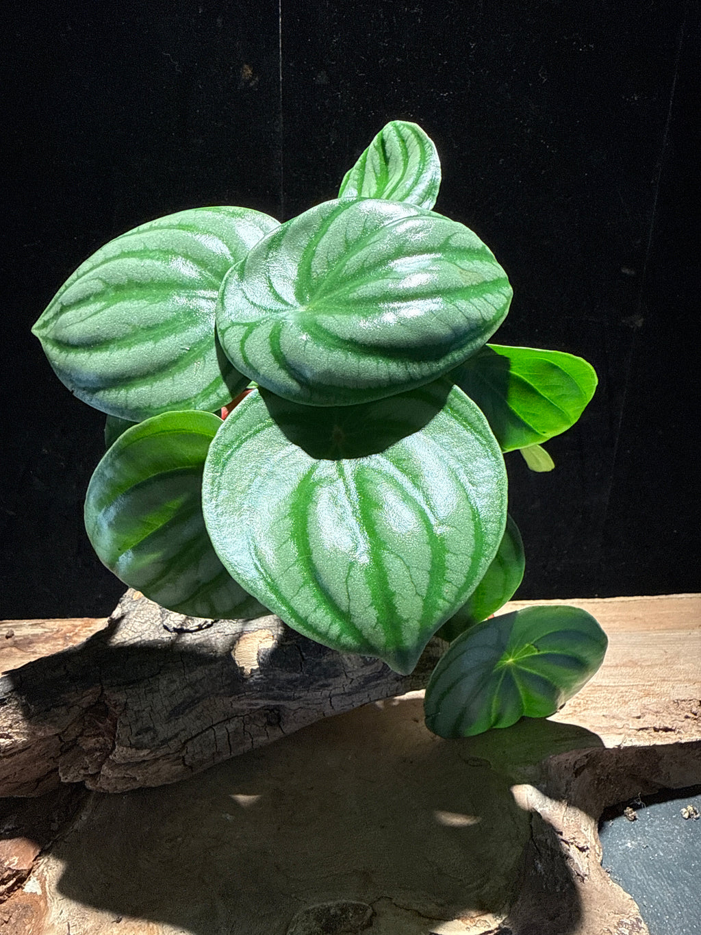 Watermelon Peperomia