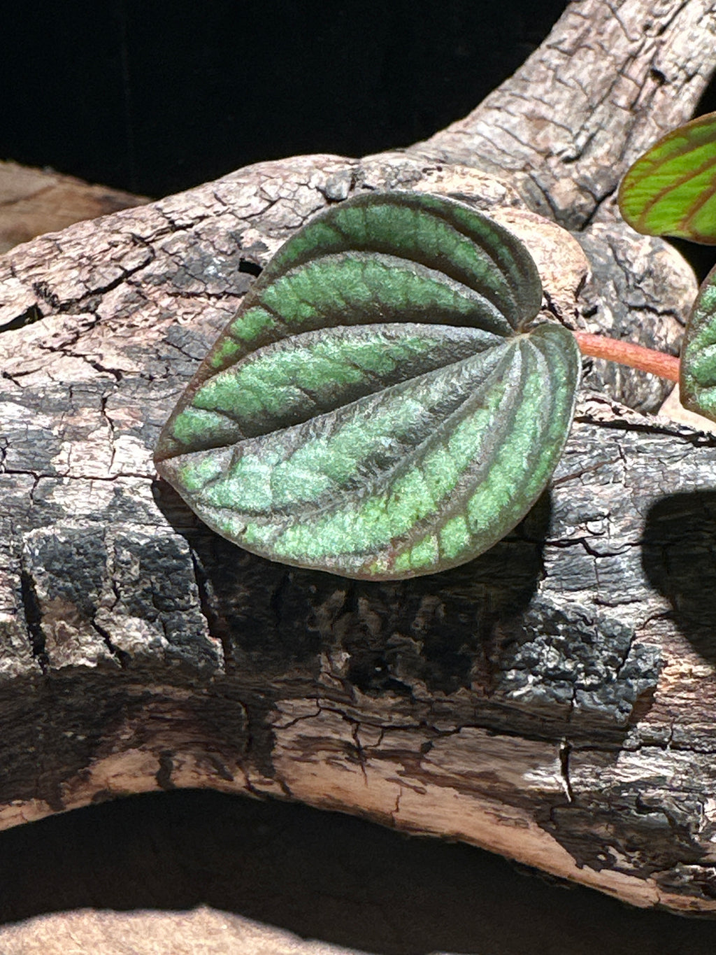 Peperomia albovittata 'Piccolo Banda' (Peacock Peperomia)