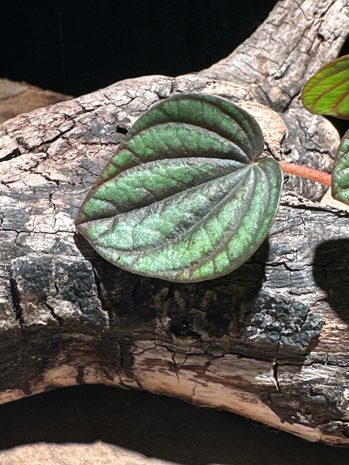 Peperomia albovittata 'Piccolo Banda' (Peacock Peperomia)