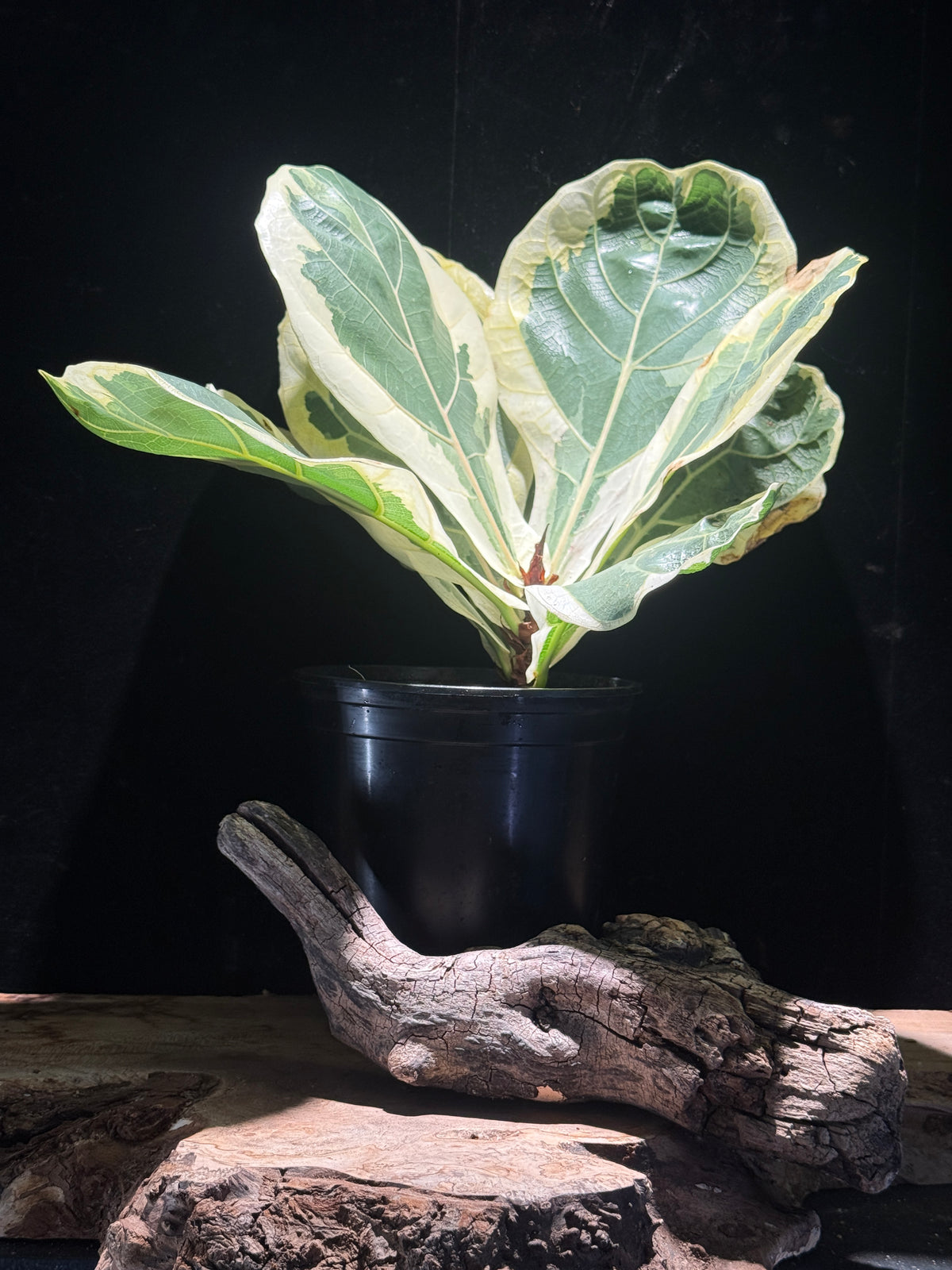Ficus lyrata ‘Variegata’ — Variegated Fiddle Leaf Fig